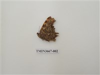 藏品(蛺蝶科(1))的圖片